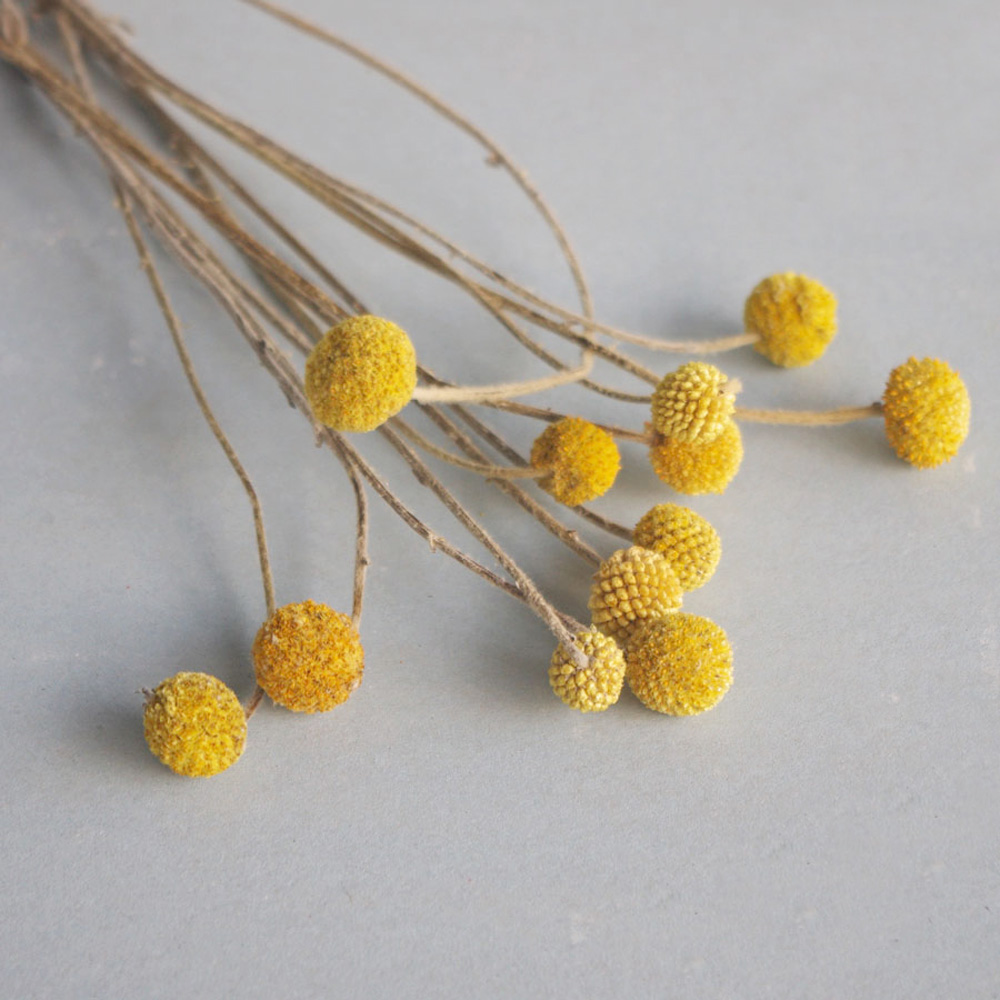 Dried Flower Bunch - 20 Buah Karangan Bunga Craspedia Kering