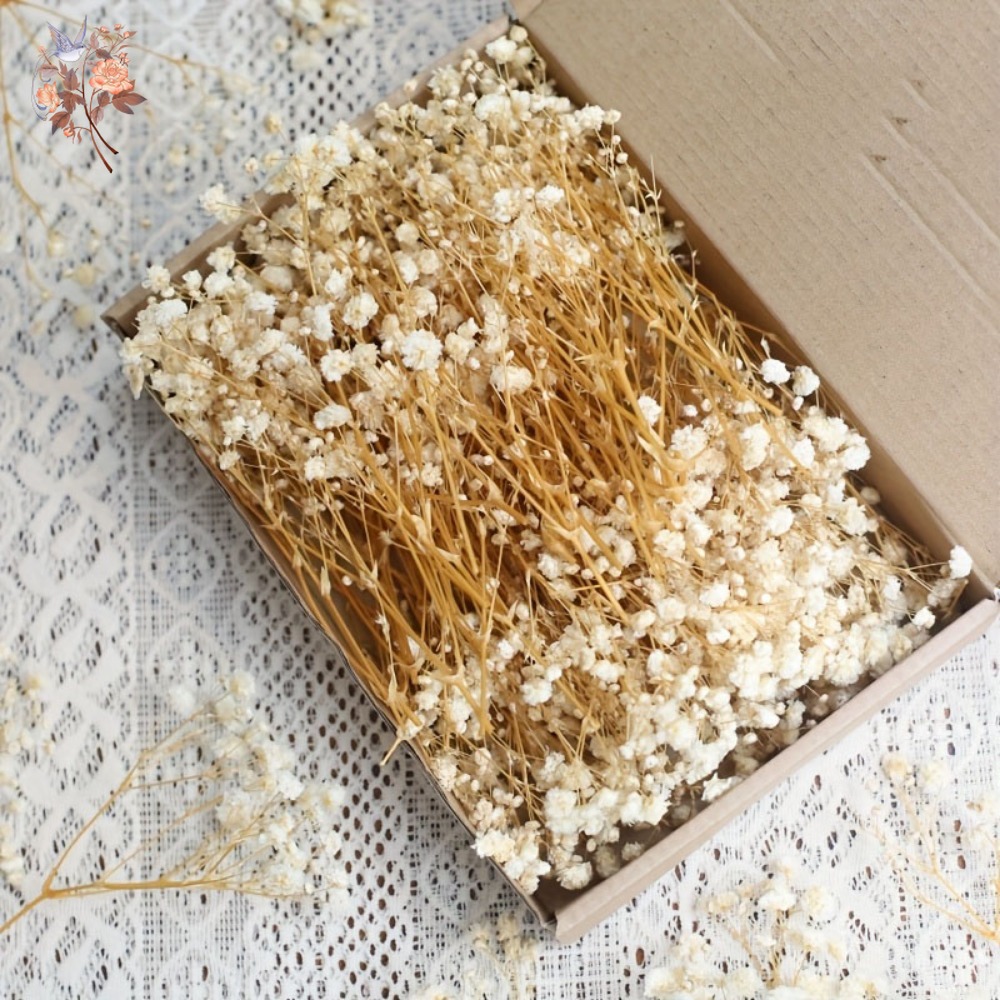 Dried Flower Bunch - 100pcs Bunga Baby's Breath Kering Mini