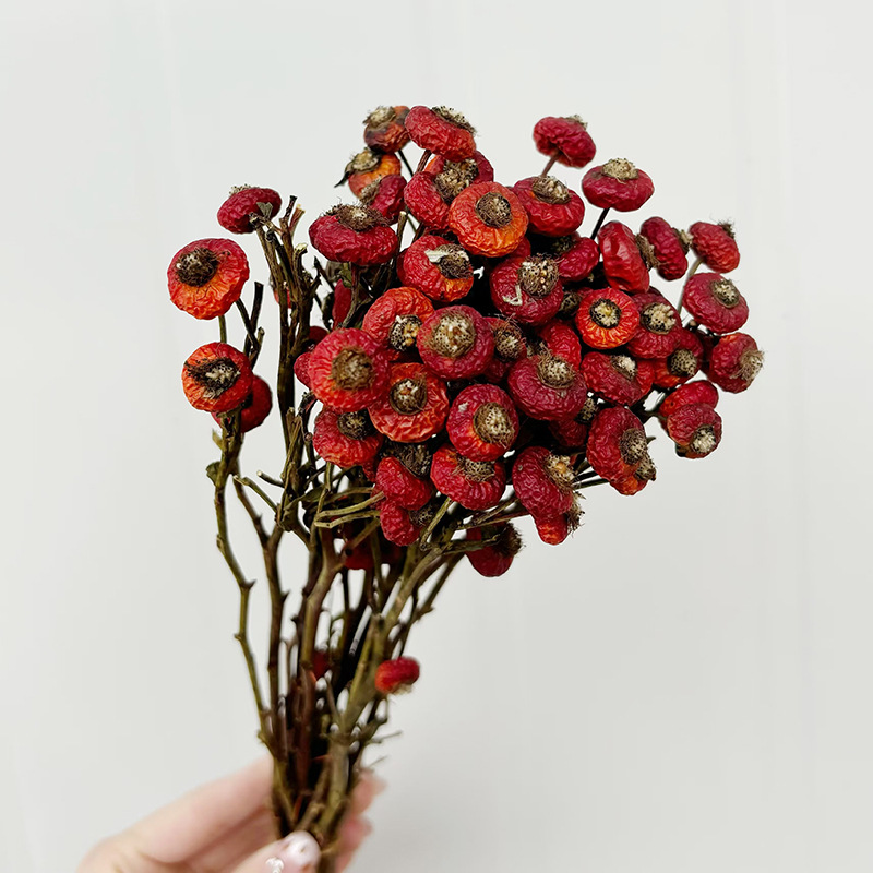 10pcs/Bundel Bunga Mawar Kerin - Dried Flower Bunch ulasan dan harga