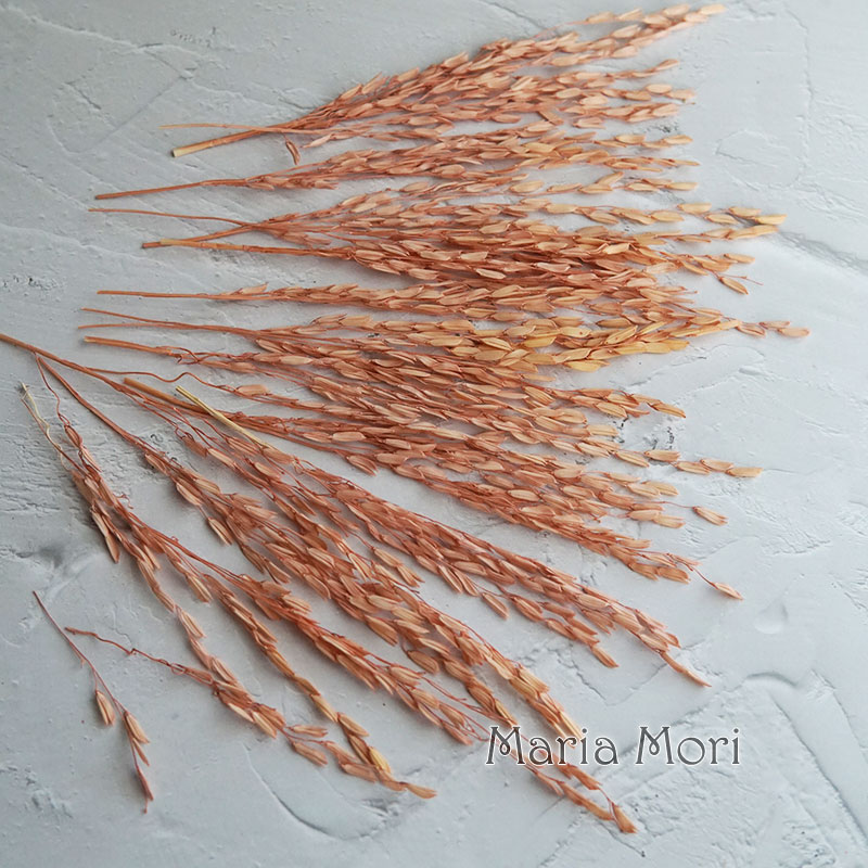 Bunga Kering Alami 5g/Broomcor - Dried Flower Bunch ulasan dan harga