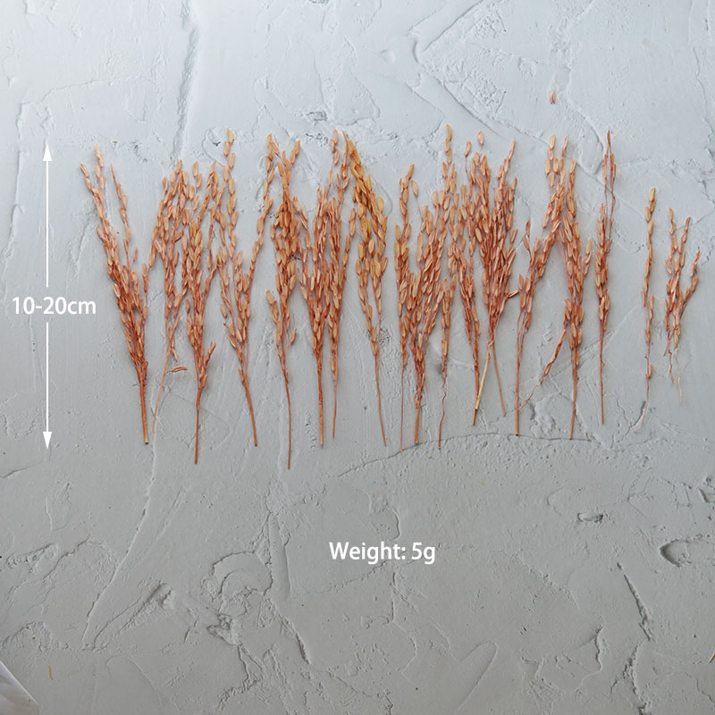 Bunga Kering Alami 5g/Broomcor - Dried Flower Bunch ulasan dan harga