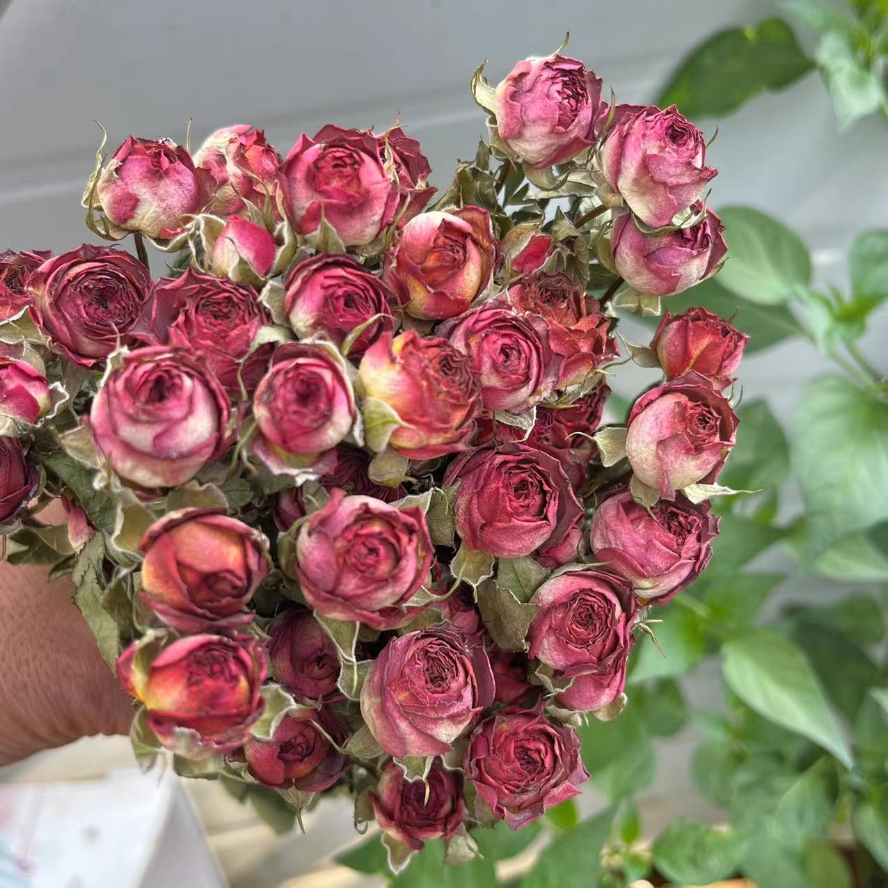 Banyak Bunga Mawar Kecil, Bung - Dried Flower Bunch ulasan dan harga